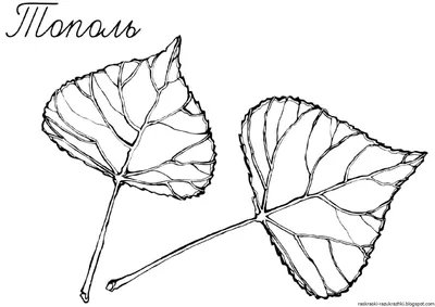 Лист тополя на фото: природная гармония