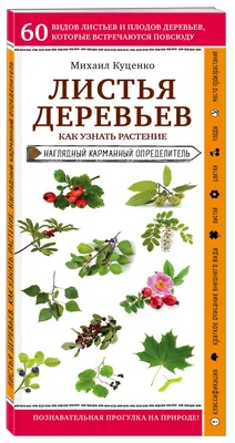 Фото листьев деревьев для использования в дизайне