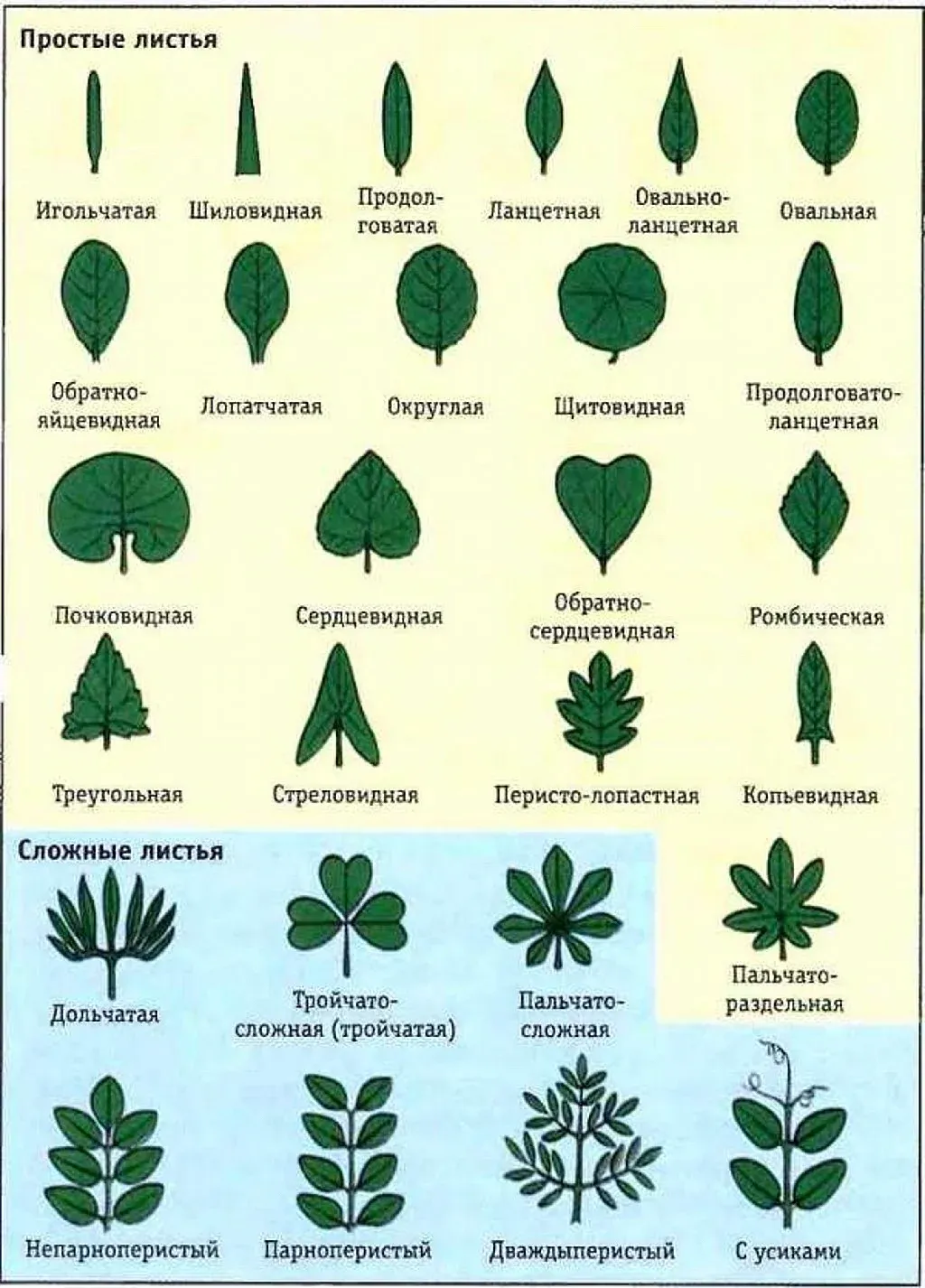 Листья деревьев на русском (78 фото)