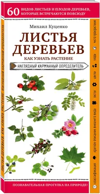 Фоны с листьями деревьев на русском: скачать бесплатно в JPG формате