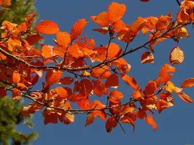 Фото листьев деревьев осенью - скачать бесплатно в разных размерах и форматах