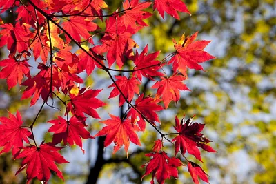 Листья деревьев осенью - фотографии в хорошем качестве