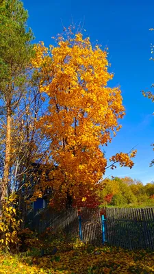 Осенние листья: фотографии с яркими осенними оттенками