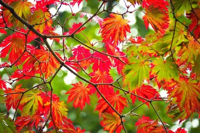 Фотографии осенних листьев: красота осенних деревьев