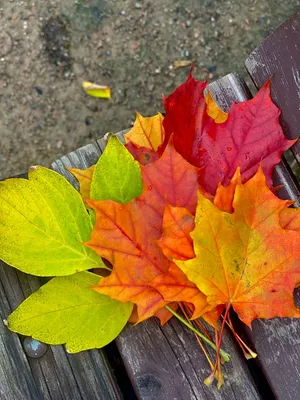 Фотоальбом: великолепие осенних листьев