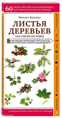 Самые красивые фото листьев плодовых деревьев из разных уголков мира