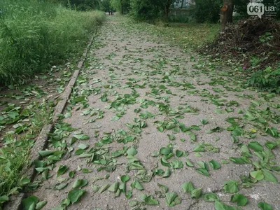 Фото листьев плодовых деревьев в формате png