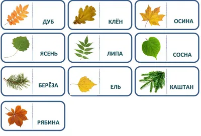 Живописные изображения деревьев в формате GIF