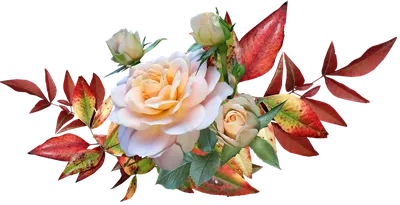 Листья розы в формате png - Фото png
