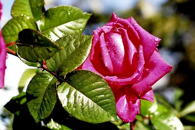 Листья розы в крупном плане - Фото png