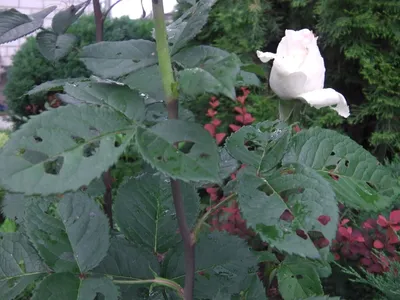 Листья розы в формате для скачивания - Фото jpg, png, webp