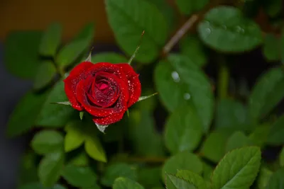 Близкий план листьев розы - Фото jpg