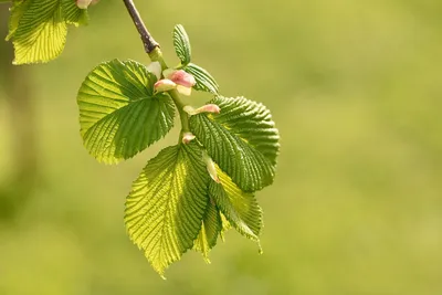 [69+] Листья вяза картинки фото