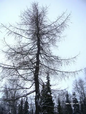 Лиственница зимой фотографии