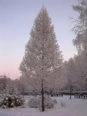 Зимний лес в объективе камеры: Великолепие Лиственницы