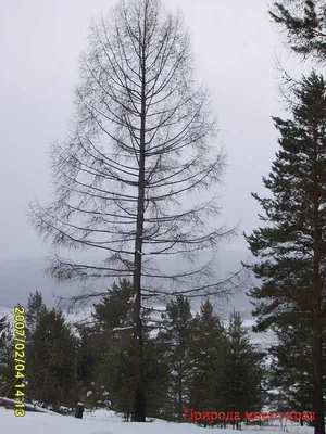 Зимний лес: Лиственница в величественной заснеженной красе