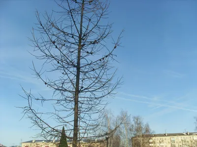 Зимняя атмосфера: Лиственница в прекрасном ледяном наряде