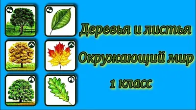 Удивительные лиственные деревья: путешествие в мир зелени