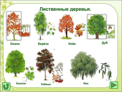 Новые фотографии лиственных деревьев листьев: выберите размер и формат