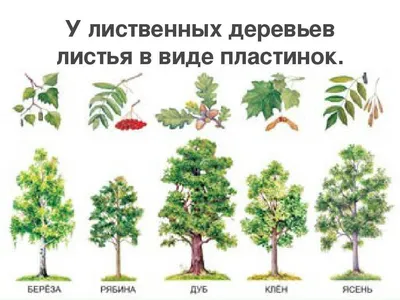 Фотоарт с высококачественной фотографией листвы деревьев