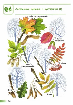 Лиственные деревья России: скачать фото в высоком разрешении