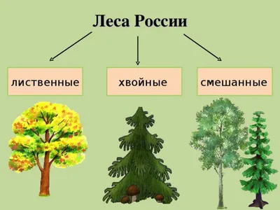 Пышная осень в объятьях лиственных деревьев России (фото)