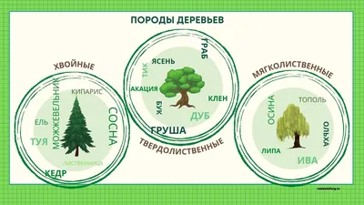 Шелест листвы и золотая палитра: фотопутешествие по России