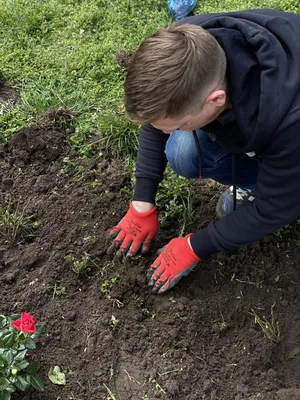 Успокаивающие обои на рабочий стол с изображением лиственных деревьев Украины