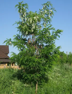 Бесплатные фотографии лиственных деревьев Урала