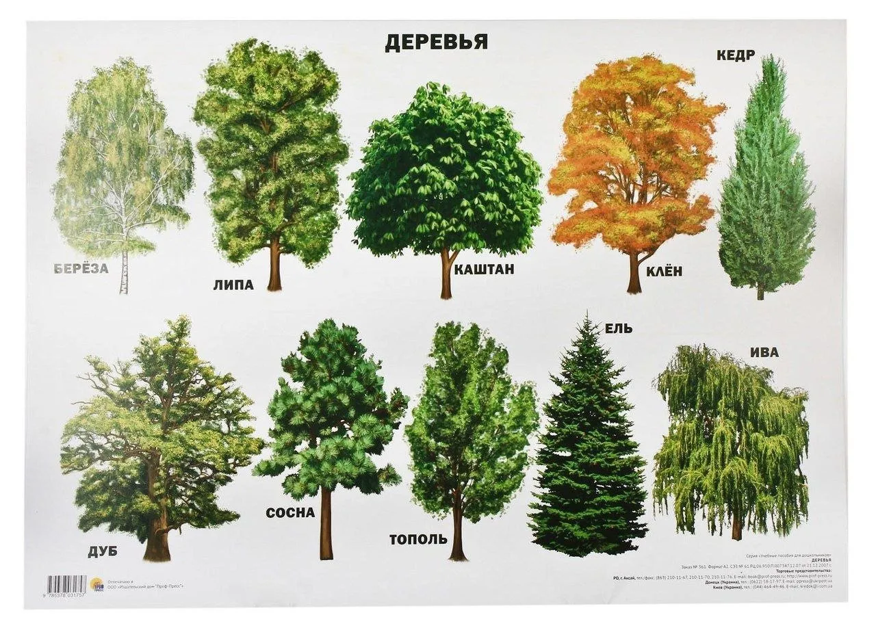 Лиственные породы деревьев (90 фото)