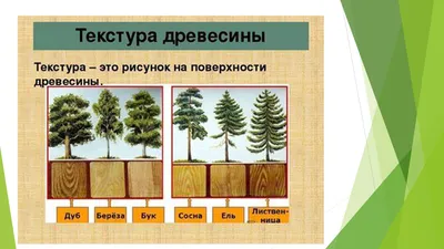 Фотографии прекрасных лиственных пород деревьев