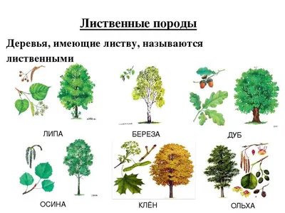 Очарование осени: фотографии покрытых листвой деревьев