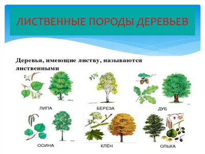 Живописное многообразие: коллекция фотографий лиственных пород деревьев