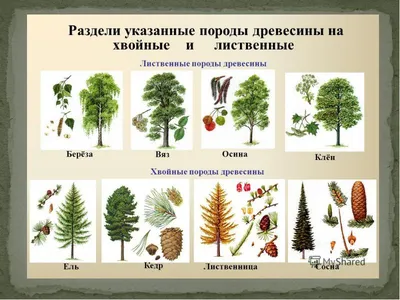 Живые gif-изображения лиственных пород деревьев