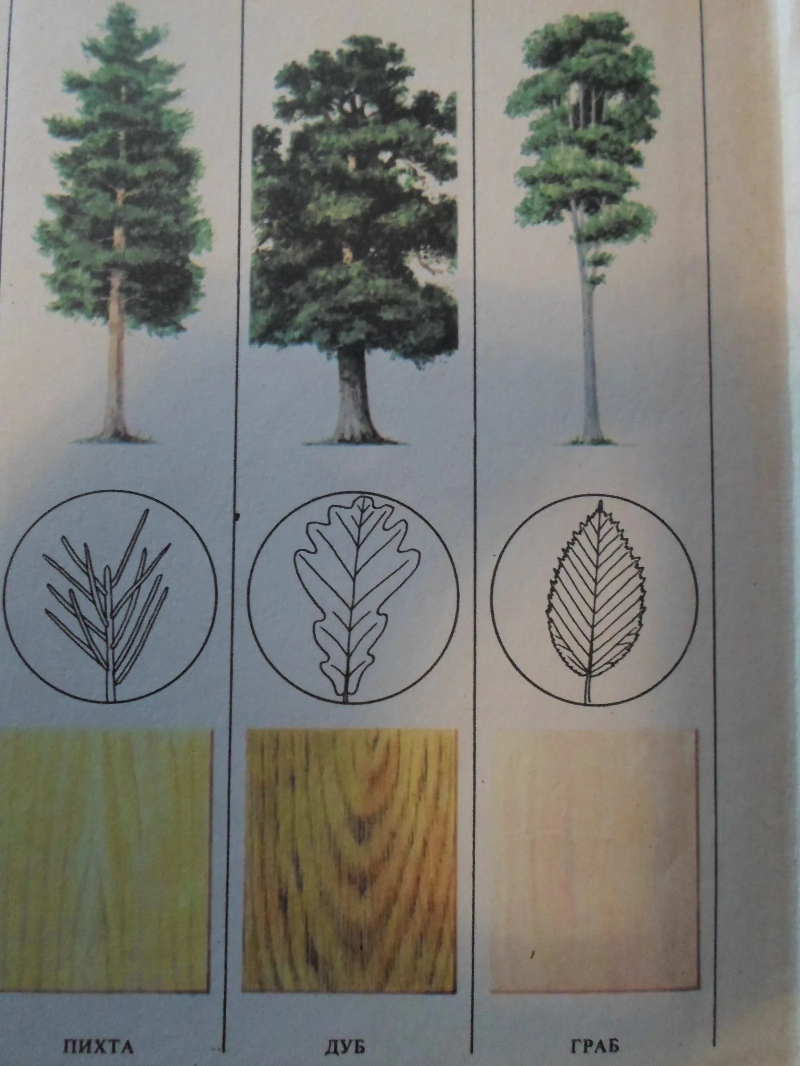 Как отличить деревья