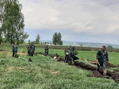 Живые пастели: ода разноцветной лиственной прелестью