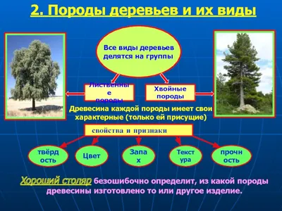 Стремление к свету: рост и развитие лиственных пород деревьев