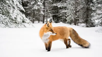 Зимние лисы: Выберите размер и получите красивую фотографию в формате PNG