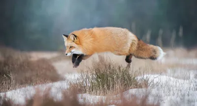 Зимние лисички: WebP изображения различных размеров