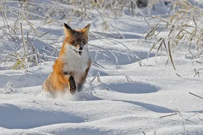 Зимние лисы в движении: Фотографии высокого разрешения в JPG