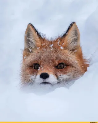 Зимние игры лис: WebP изображения высокого качества для загрузки