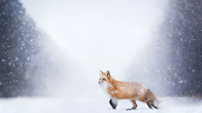 Зимний лисий пейзаж: Изысканные изображения в формате WebP