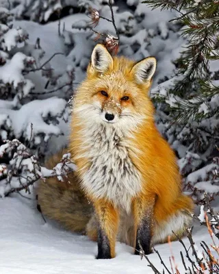 Фотографии зимней природы с лисами: JPG изображения различных размеров