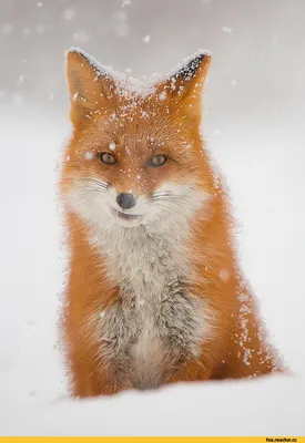Зимние звери: Потрясающие изображения лис в формате PNG