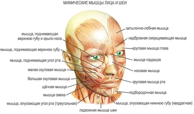 Эксклюзивные портреты: Лицо человека в WebP