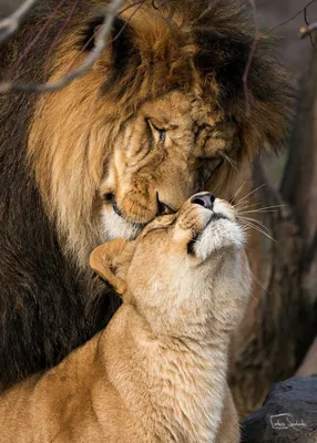 Любовь Львов: Величественные изображения львов