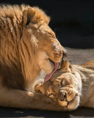 Любовь Львов на фотографиях: Фото с высоким разрешением