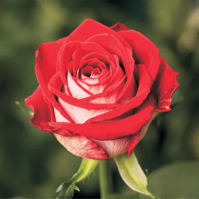 Люксор роза - фото в высоком разрешении