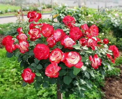 Фотография Люксор розы в формате jpg