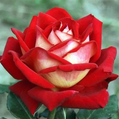 Люксор роза - восхитительное фото для вашего выбора